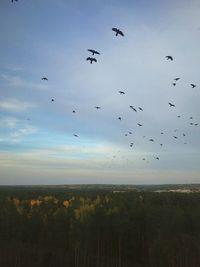 Flock of birds flying in the sky