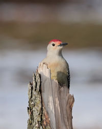 Close-up of bird perching on wooden post