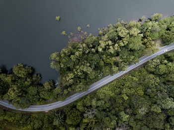 High angle view of flowering plants by road