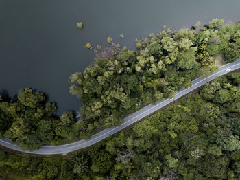 High angle view of flowering plants by road