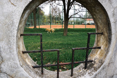 Dog walking at park seen through circular window