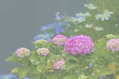 Close-up of pink flowering plants