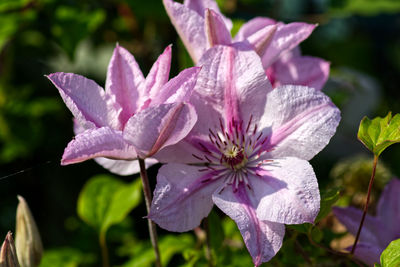 Close-up of raindrops on pink flowering plant