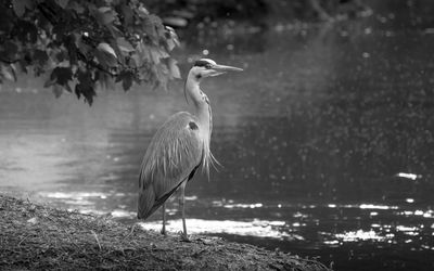 High angle view of gray heron perching on lake