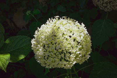 Close-up of white flowering plant