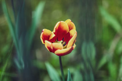 Close-up of red rose flower