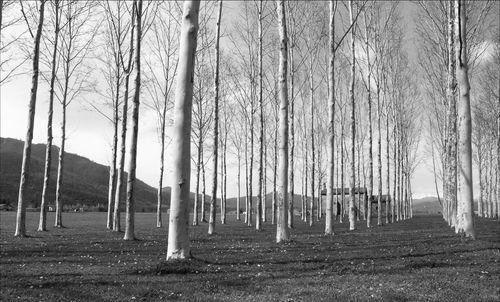 Panoramic shot of trees on field against sky