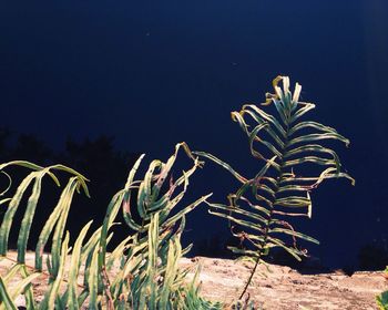 Plants growing at night