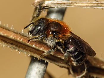 Close-up of bee