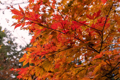 Low angle view of leaves on tree