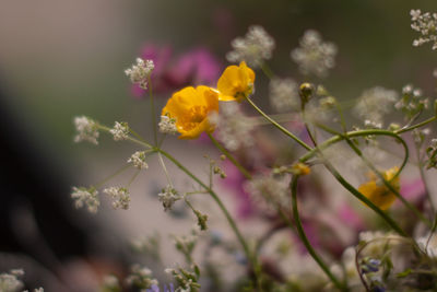 Close-up of red flowering plant