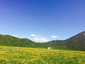 Scenic view of yellow flowering field against blue sky