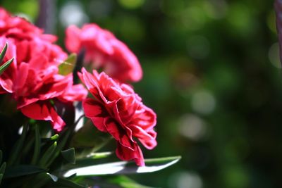 Close-up of pink flowers