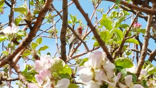 Low angle view of pink flowers blooming on tree