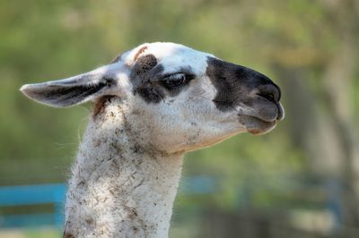 Portrait of the white lama in the nature background