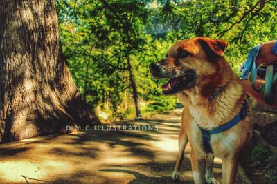 Dog in park