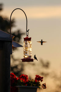 Low angle view of hummingbird flying against sky