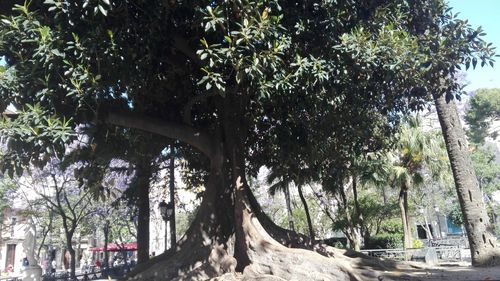 Trees in city against sky