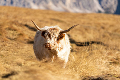 Highland cattle on meadov in the italian dolomites near val gardena.