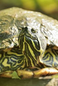 Red eared slider terrapin