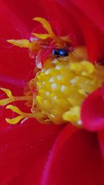 Close-up of yellow flower