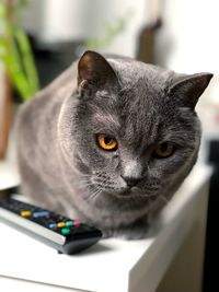 Close-up portrait of cat