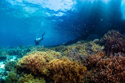 View of coral in sea