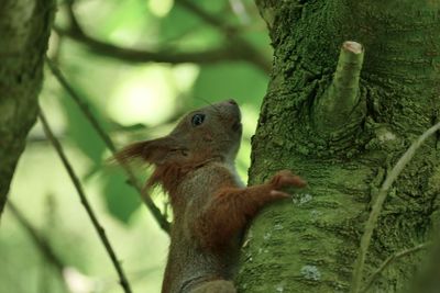 Close-up of squirrel on tree trunk