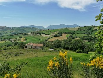 Scenic view of field against sky