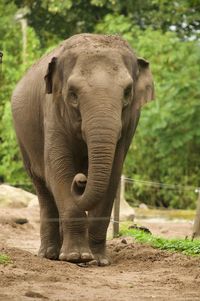 Elephant walking in a field