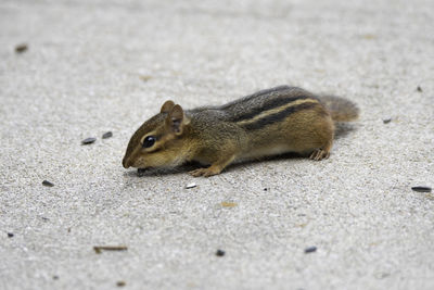 Small north american chipmunk looking for sunflower seeds on walkway