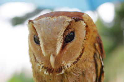 A portrait of an oriental bay owl, looking into the camera, bali, indonesia