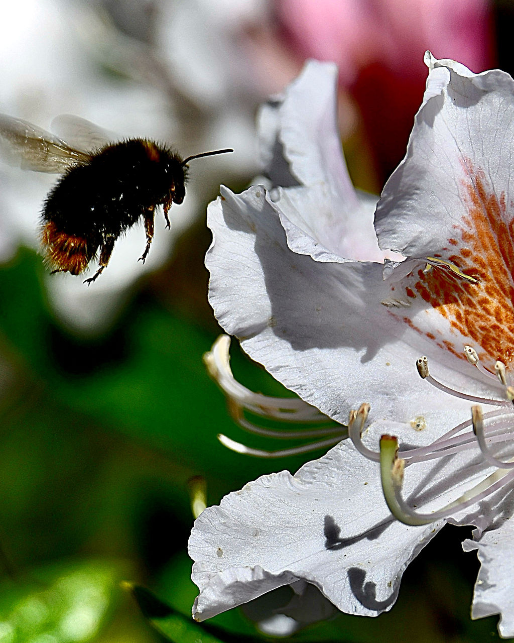 flower, animal, close-up, animal themes, animal wildlife, insect, nature, macro photography, beauty in nature, plant, wildlife, one animal, flowering plant, petal, blossom, fragility, leaf, no people, animal wing, freshness, flower head, focus on foreground, bee, flying, outdoors, animal body part, white