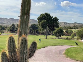 Trees growing on field against sky
