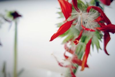 Close-up of red flowering plant