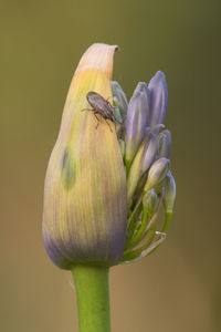 Close-up of insect on flower