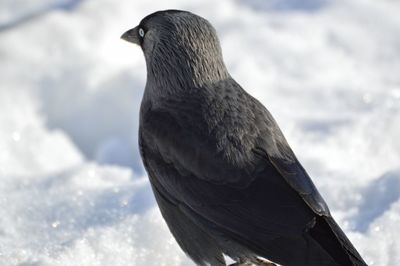 Close-up of bird perching on snow