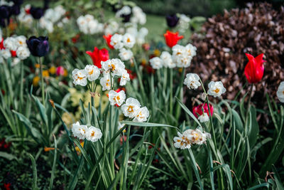 White daffodils among vibrant tulips