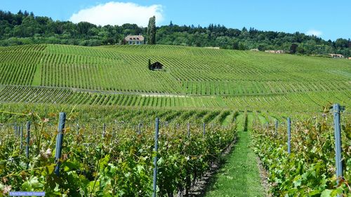 Scenic view of vineyard