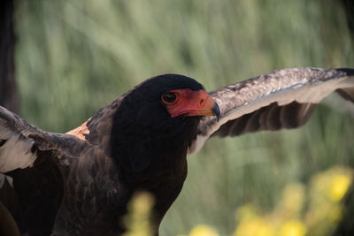 Close-up of bird