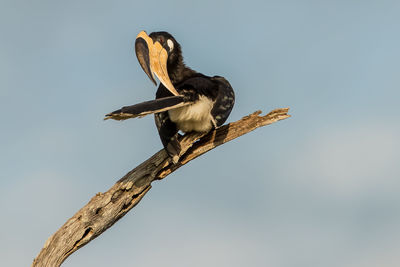 Low angle view of bird perching on tree against sky