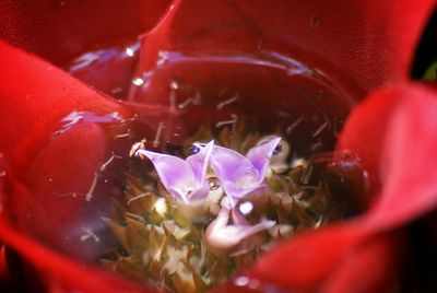 Close-up of red flower