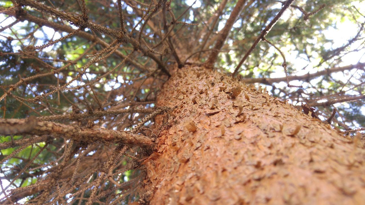 tree, low angle view, tree trunk, branch, growth, nature, tranquility, sky, sunlight, beauty in nature, textured, day, bark, no people, outdoors, forest, leaf, close-up, tranquil scene, scenics