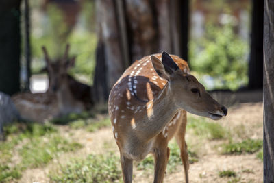 Spotted deer at songdo central park