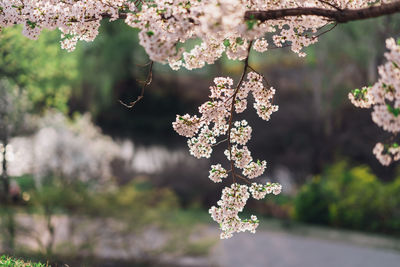 Close-up of cherry blossoms in spring