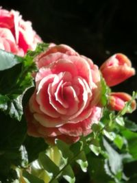 Close-up of pink rose