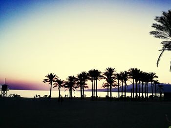 Silhouette of palm trees on beach