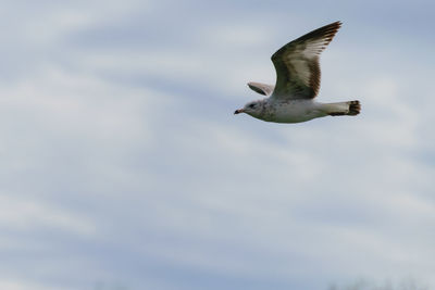 Low angle view of seagull flying