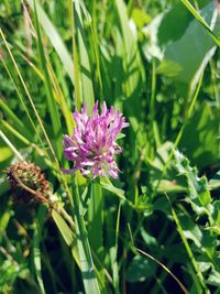 Close-up of flower blooming outdoors