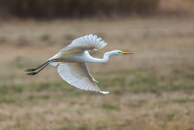 Bird flying in a sunlight